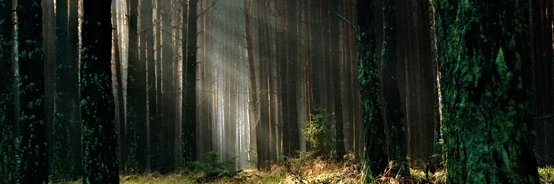 a forest with sunlight shining through the trees